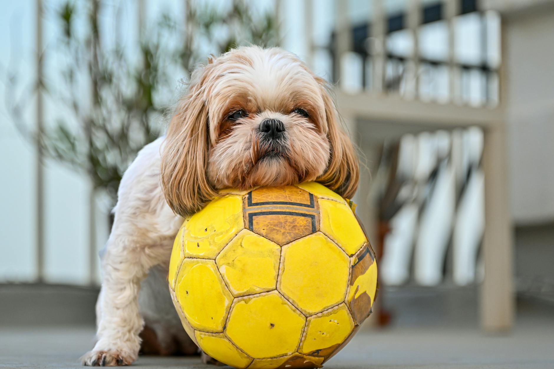 ShihTzu Intelligence Unleashed: Mental Stimulation Games for Brainy Pups