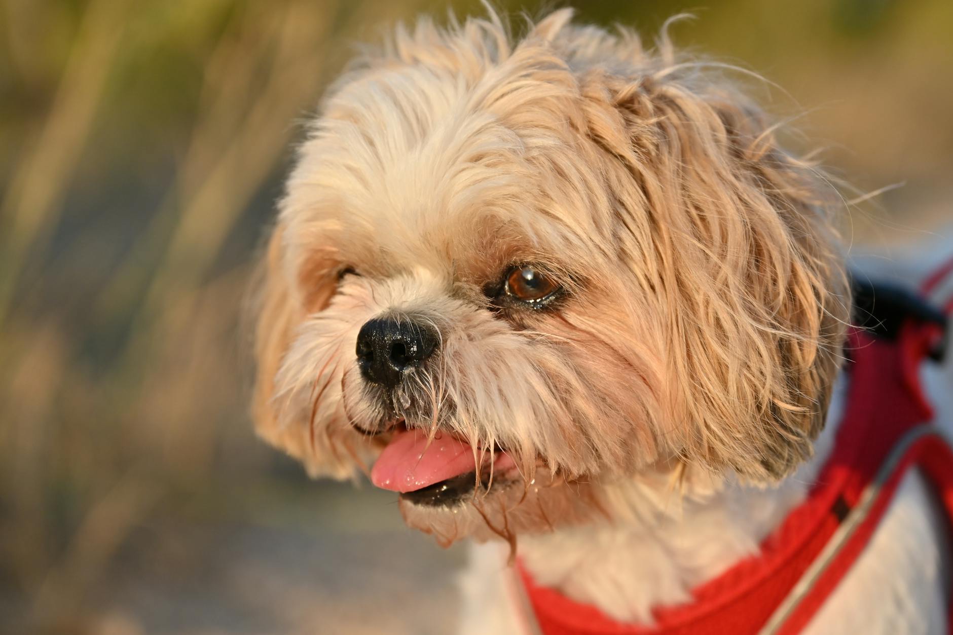 Shih Tzu Wellness Exams: What to Expect and When to Schedule