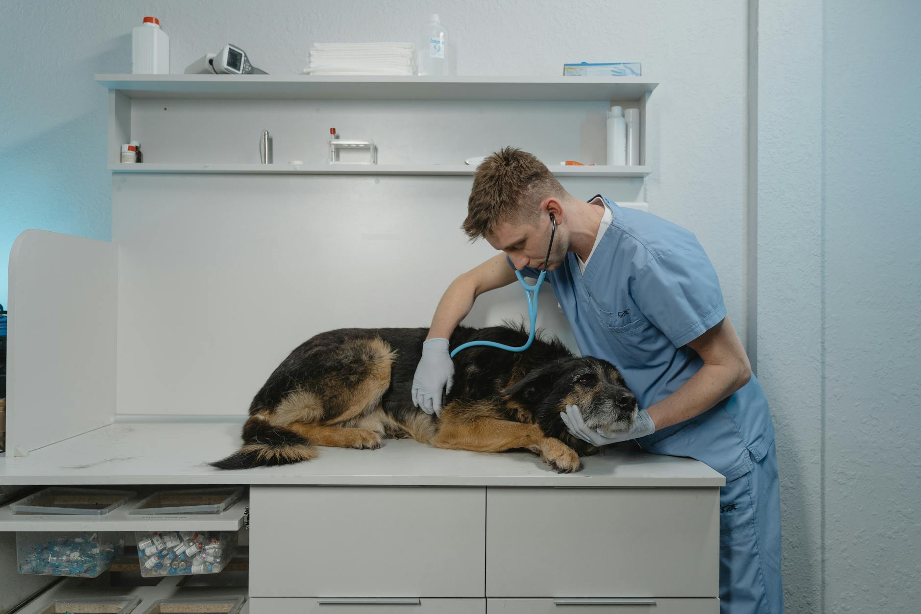 ShihTzu Massage Techniques: Enhancing Wellness and Bonding