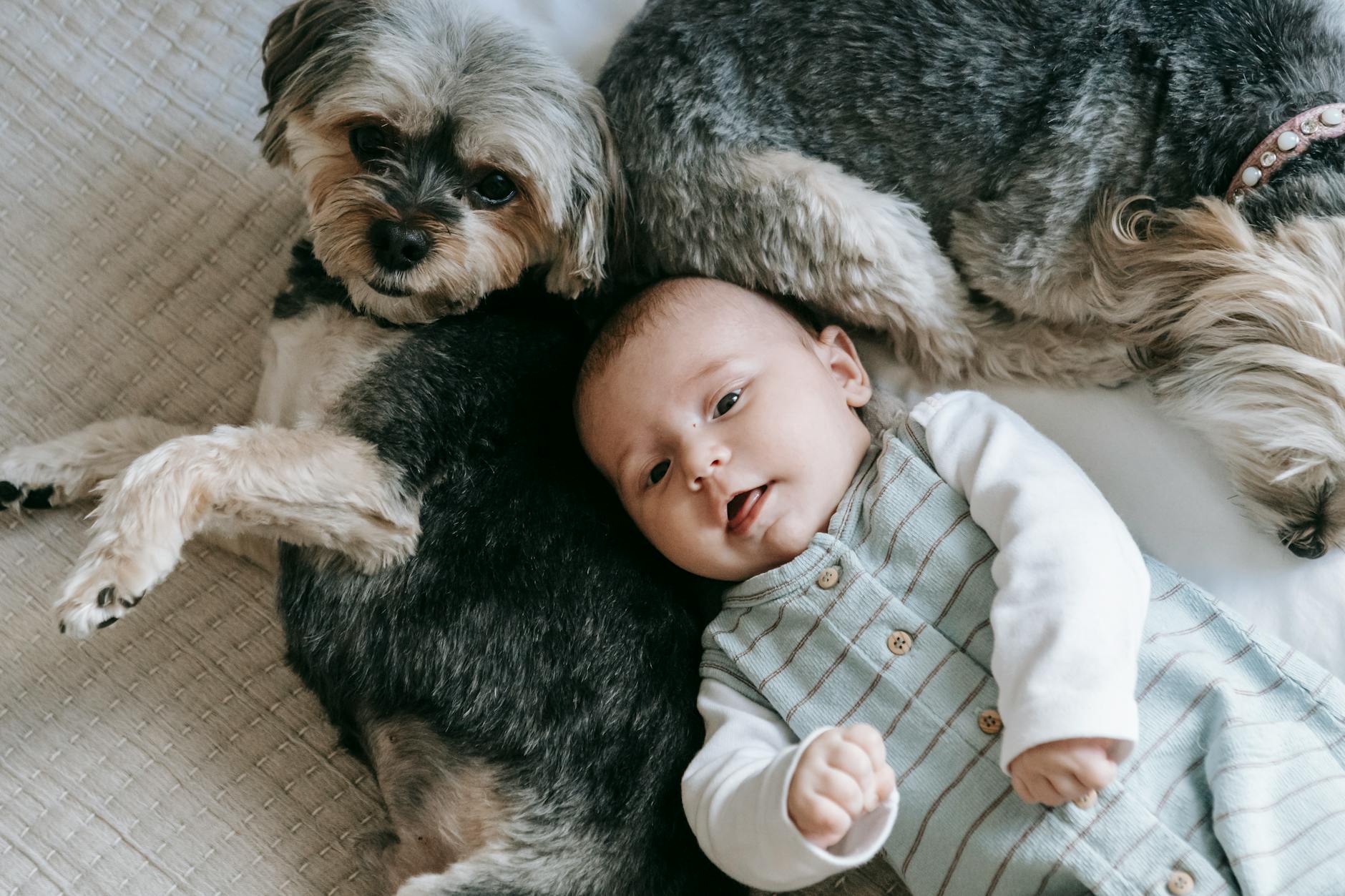 ShihTzu and Children: Nurturing a Safe and Loving Relationship