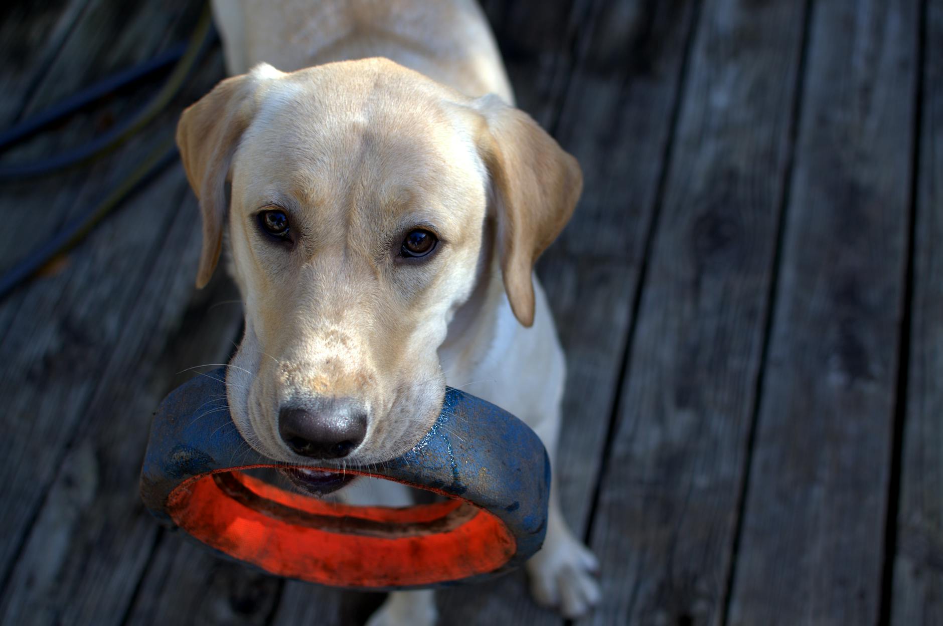 fawn labrador retriever with black ring in mouth